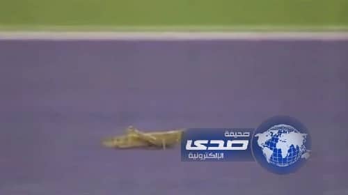 بالفيديو : جرادة عنيدة توقف مباراة تنس دولية بقطر وأميرها السابق يضحك ويصفق على الموقف