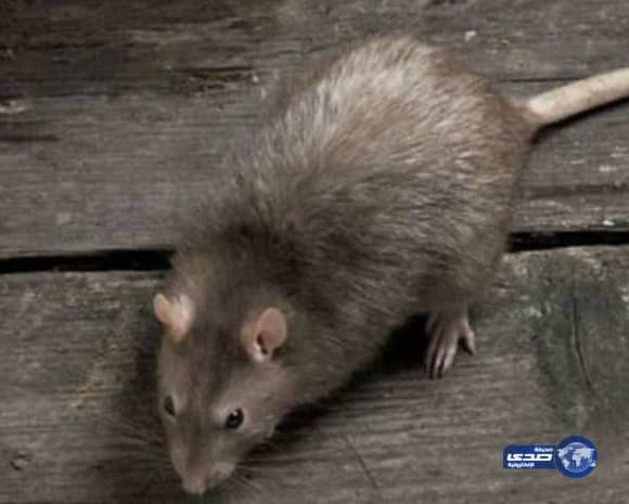 وظائف شاغرة لحملة البكالوريوس في أرامكو السعودية