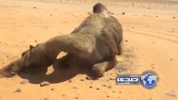 بالفيديو:جمل يموت باركاً يستوقف المسافرين على طريق رفحاء ـ لينه