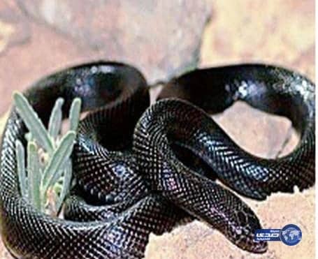 ثعبان الساد الأسود يقتل طفل العاشرة