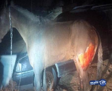 مواطن يسكب الوقود على حصان ويشعل النيران فيه بمحافظة حقل