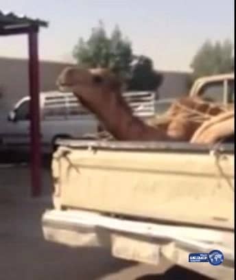 مواطن يوثِّق إدخال “حاشي ميت” إلى المسلخ الآلي في الرياض