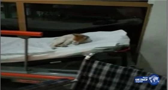 بالفيديو.. مواطن يوثق استلقاء قطة على سرير بمستشفى ينبع العام