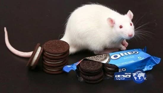 بالفيديو .. حكم يطرد مدافعا بدلا من زميله