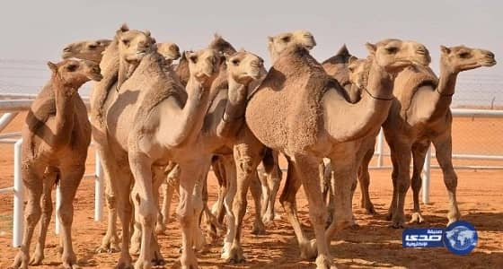 منع ملاك الإبل من البيع النقدي في مهرجات " مزايين " بسبب شبهات غسيل الأموال