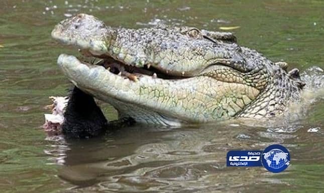 بالفيديو : قرد ينقذ صغيره من فكي تمساح