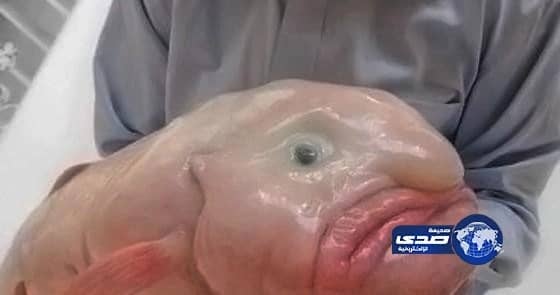 مصادرة وإتلاف (600) كيلو أسماك بمكة المكرمة