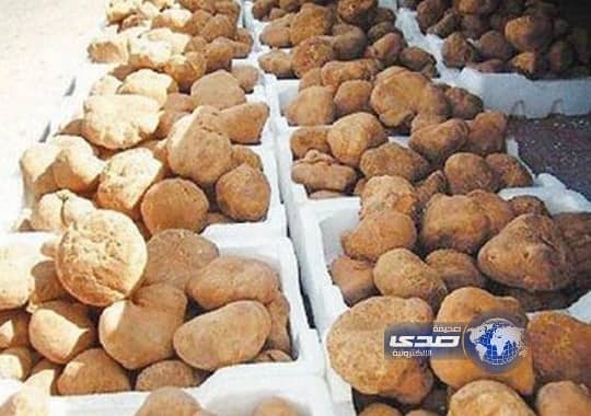 بالفيديو : بائع يقوم بغش المواطنين من خلال خلط "الفقع" مع الـ"بطاطا"