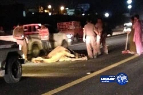 "جمل سائب" يصرع شابا ويدخل زوجته وطفلهما المستشفى ببيشة