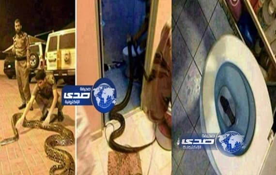 بالصور:ثعبان ضخم يخرج من مرحاض منزل في المدينة المنورة يثير الذعر