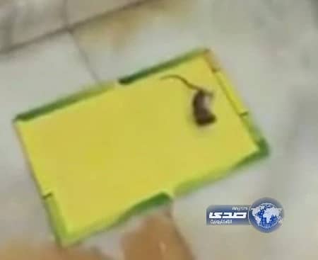 بالفيديو.. فأر داخل قسم غسيل الكلى بمستشفى الحرس الوطني بالرياض