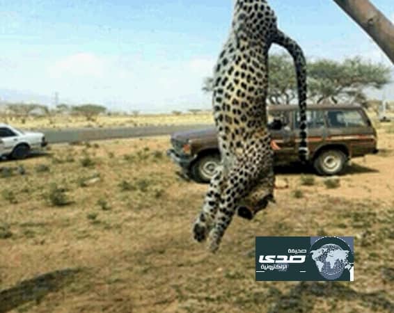 حقوق الإنسان تستغرب لوم قاتل النمر العربي.. وتؤكد: من حقه حماية نفسه وأبنائه