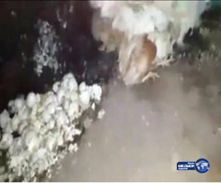 ضبط المتورطين في حرق الدواجن الحية بالمدينة المنورة