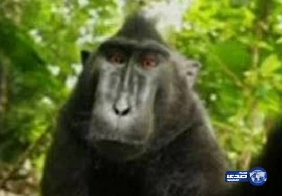 صورة "سيلفي" التقطها قرد تثير نزاعا حول حقوق الملكية