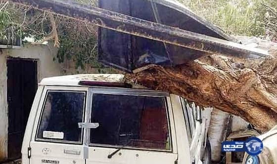 سقوط شجرة على منزل وسيارة مواطن في جازان