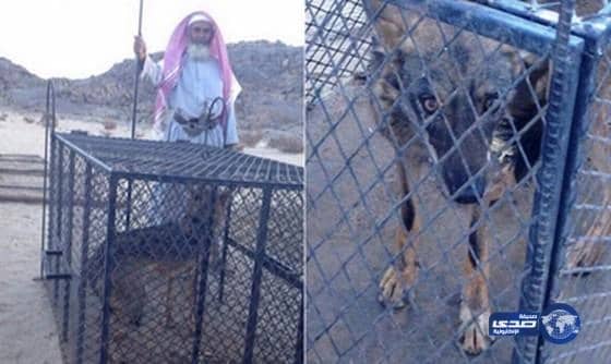 بالفيديو والصور:مواطن في "طريب"يمسك بذئب افترس عدد من اغنامة