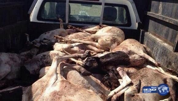 أمانة جدة تحبط تهريب 135 ذبيحة متعفنة