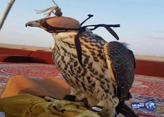 سعوديان يصطادان صقراً ويبيعانه بـ 211 ألفاً بالليث