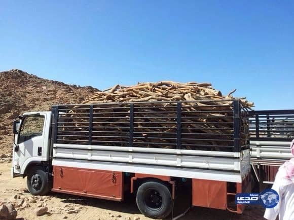 فرع وزارة الزراعه بينبع يكتشف موقع به كمية كبير من الحطب