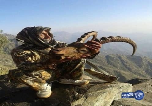 قنص الوعل الذي شوهد قبل عامين في عقبة ( ذي منعا)..