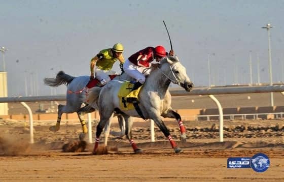 انطلاق المنافسات مهرجان الامير سلطان بن عبدالعزيز العالمي للجواد العربي بالمدينة