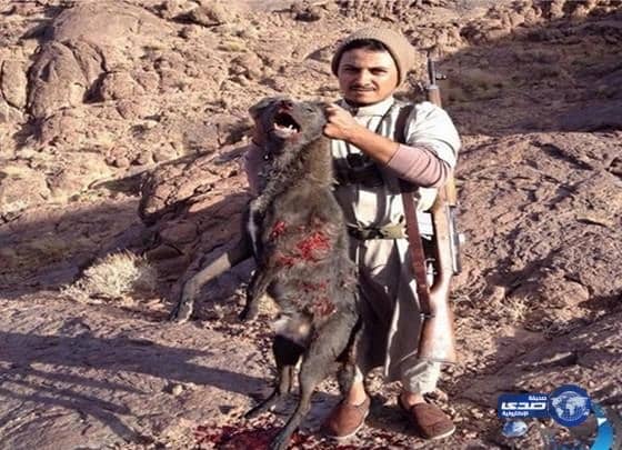 مواطن بحائل يصطاد ذئباً من نوع نادربعد افتراسه أغنام جيرانه