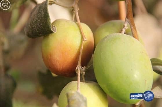 "عبري الدواسر" يحقق مبيعات قدرها 40 مليون ريال (صور)