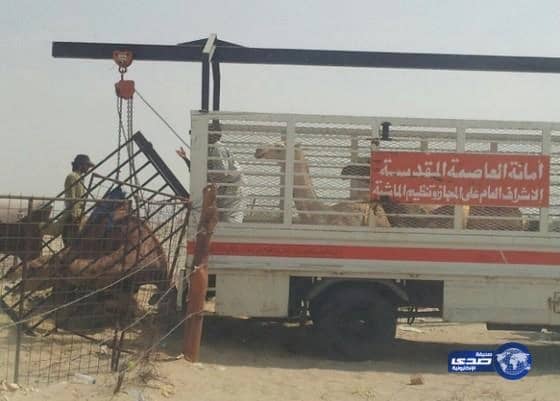 ازالة حظائر الإبل العشوائية بمكة المكرمه(صور)