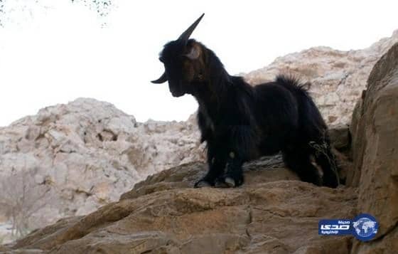 مواطن مسن يوقع بـ"اثيوبي" بحيلة "الجدي الأسود"