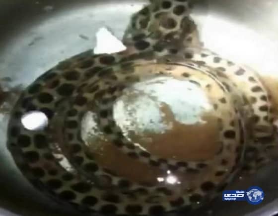 مواطن يحذر من الثعابين البحريه السامه في محافظة حقل