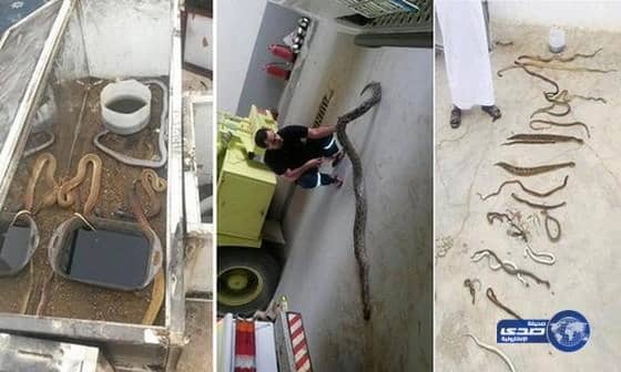 الدفاع المدني يباشر حريقاً بمنزل عثر فيه على أكثر من 50 ثعباناً