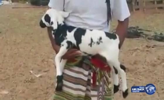 بالفيديو.. صاحب “الخروف المعجزة” يرفض بيعه بـ 1.5مليون ريال بجازان
