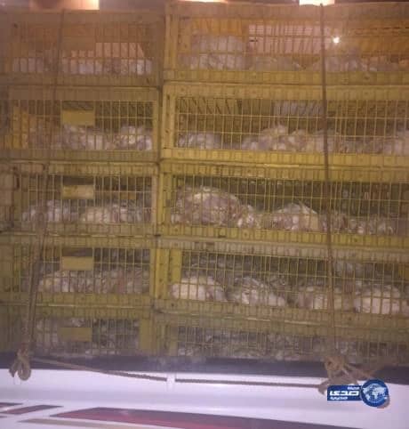 إحباط تهريب كميات كبيرة من الدجاج الغير صحي بمكة(صور)