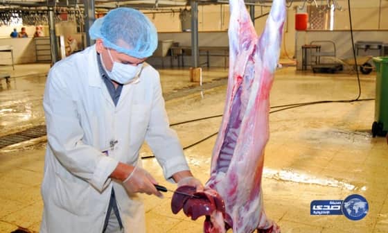 أمانة المدينة” تنهي تجهيز 7 مسالخ ونقاط ذبح استعدادا لعيد الأضحى