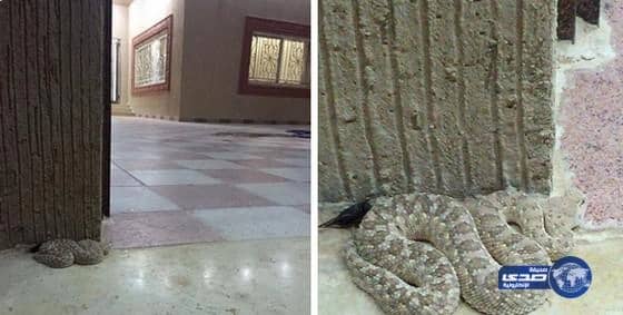 ثعبان ضخم يتسلل لمنزل "مواطن" في عرعر (صور)