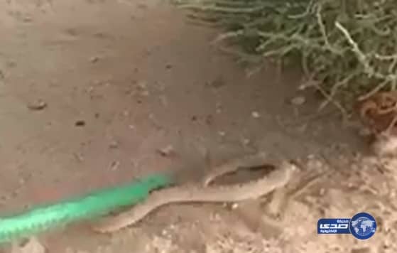 بالفيديو .. حيّة تتخفى في الرمل ومواطن يمسك رأسها بعد أن حذّر منها