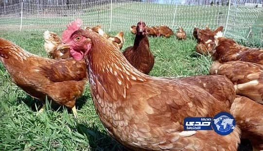 مصرع 12 شخصا فى اشتباكات بالسودان