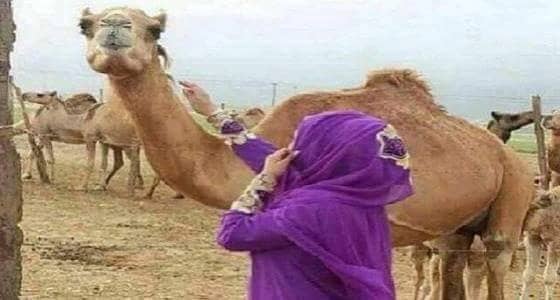 بعير و100 الف ريال مكافأة نهاية خدمة لمواطنة !!