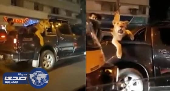 اعتقال رجل أعمال تجول بأسد في شوارع باكستان