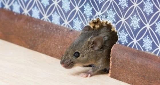 سيدة تطلب الخلع من زوجها بسبب " فأر "