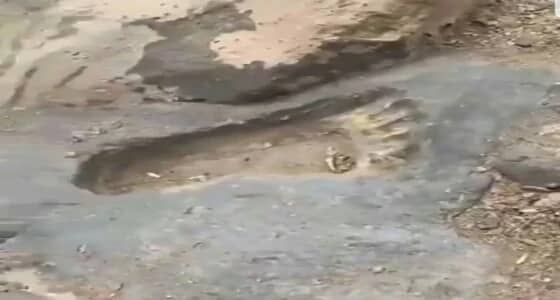 بالفيديو والصور.. طمس أثر قدم بـ " ينبع النخل " لاعتقاد الجاليات بأنها للرسول