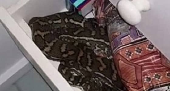 بالفيديو.. سيدة تعثر على ثعبان ضخم داخل درج الحمام