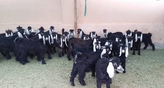 ارتفاع أسعار الأغنام بالمملكة بسبب الأمطار