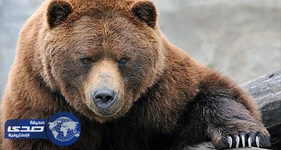 ذعر ينتاب زوار حديقة حيوان بألمانيا لهروب «دب».. والحارس يقتله