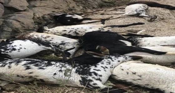 مقتل 22 رأسا من الغنم في صاعقة رعدية بآل زارية ببلقرن