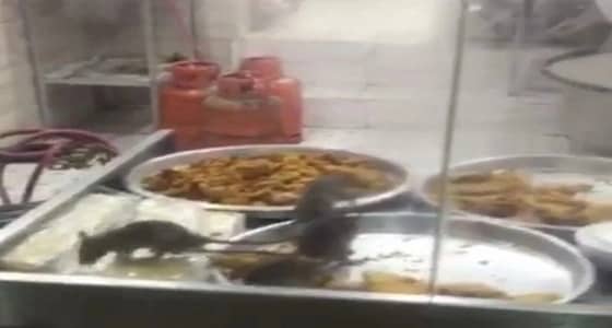 انتشار فئران بمطعم شعبي.. وأمانة مكة توضح