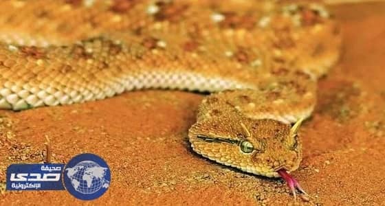 تحذير هام بشأن انتشار الثعابين الخطرة في الصيف