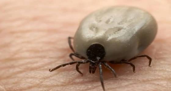 صحة جدة تكشف عن سبب نشرها لتعميم " حمى الخرمة "