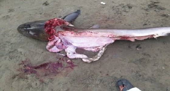 بالفيديو والصور.. ظهور سمكة قرش بشواطئ القنفذة والأهالي يتعاملون!