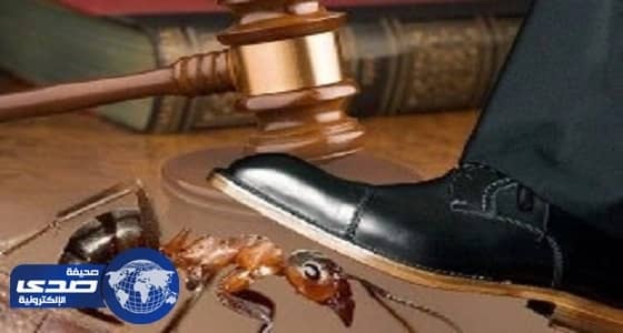 كاتب يعلق على قضية " دهس النملة ".. ويوضح مهام المواطن حيالها